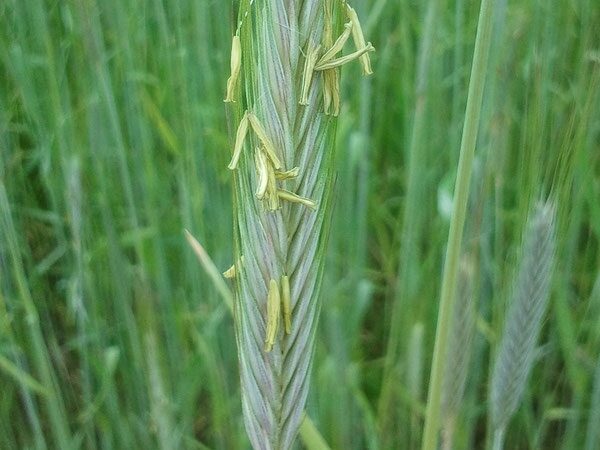 Modul 2: Roggenverarbeitung und das Backferment