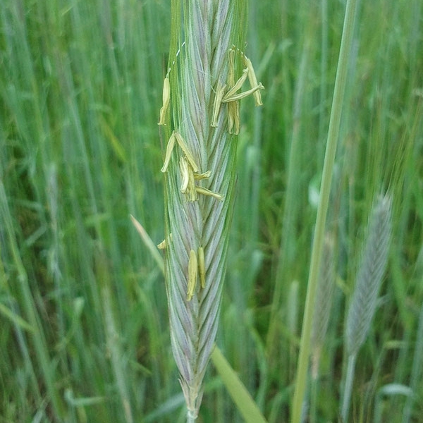 Modul 2: Roggenverarbeitung und das Backferment