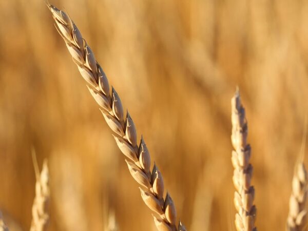 Modul 4: Müllerei und die Bedeutung der Milchsäure