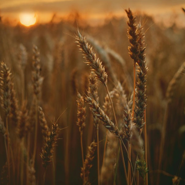 24. - 26.04.2026 - Weizen und Milchsäuregärung